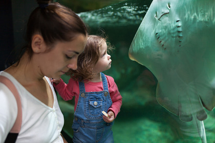Mother and daughter looking stingray in oceanarium close up thro, a Person Photo by andreonegin market