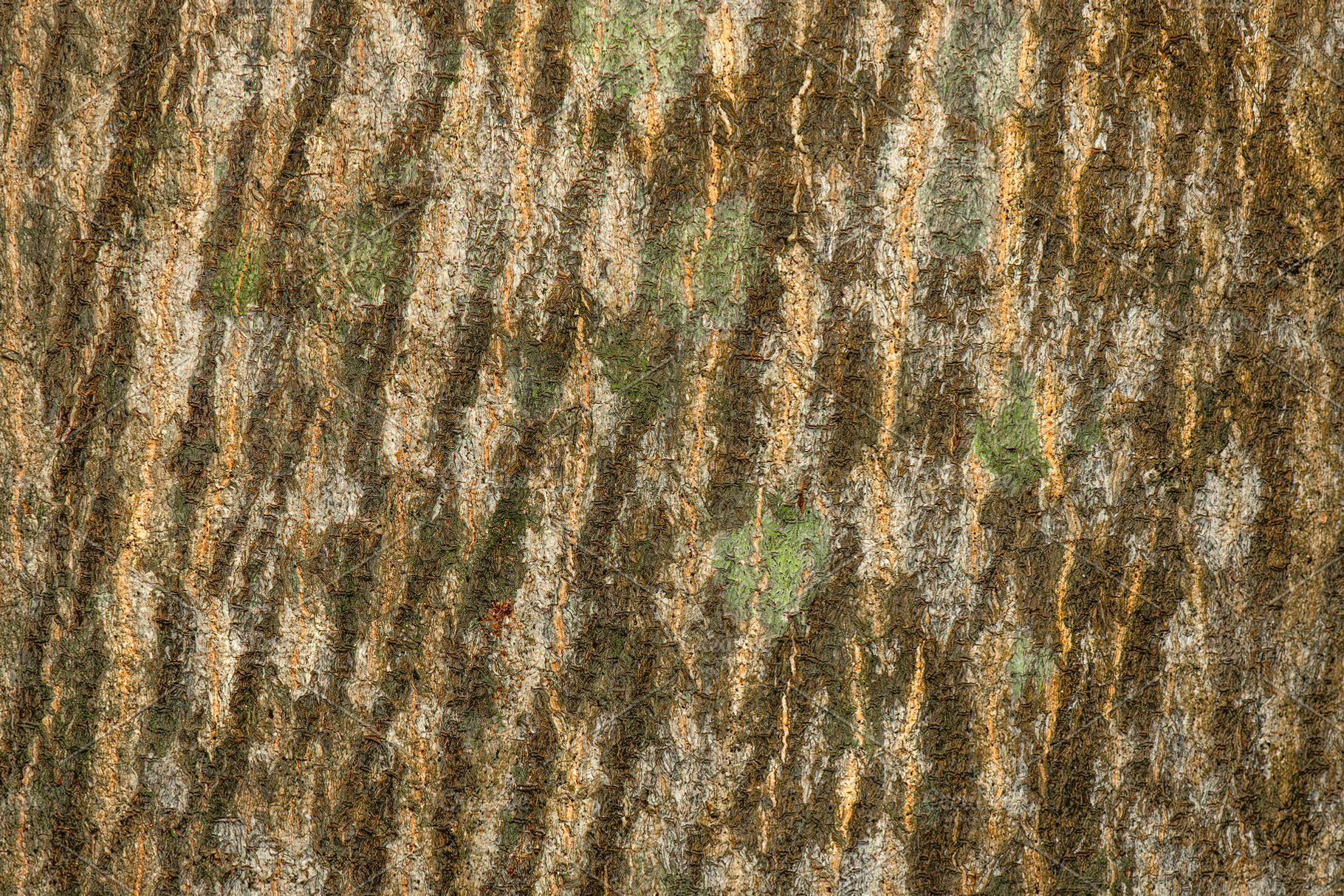 Bark of a Blue Quandong tree, a Nature Photo by Rob D Animal Photography
