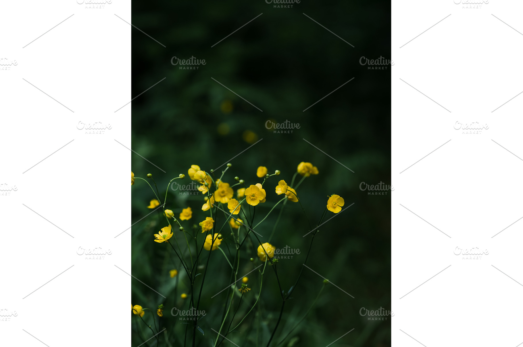 Summer vibe aesthetic vertical, a Nature Photo by Fascinadora