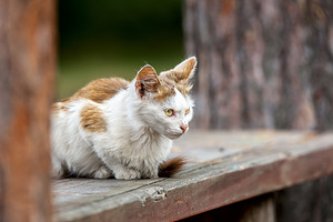 red fluffy cat lies on a wooden fenc, an Animal Photo by AlexBush