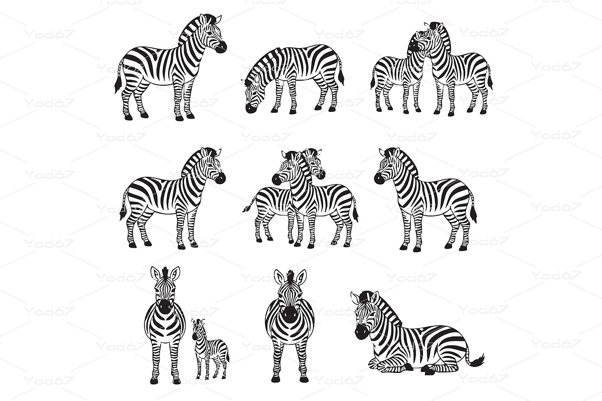 A set of zebra in various poses, an Animal Illustration by yod67