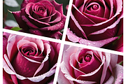 Velvet Rose Collection, a Photo by ETARA by Mea Hau (Thumbnail 1 of 5)