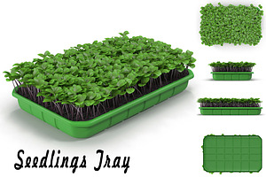 Seedlings Tray 2