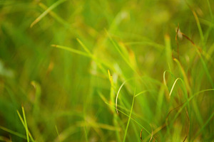 Green Grass #2