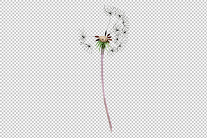 Bouquet Rainbow Dandelion Watercolor