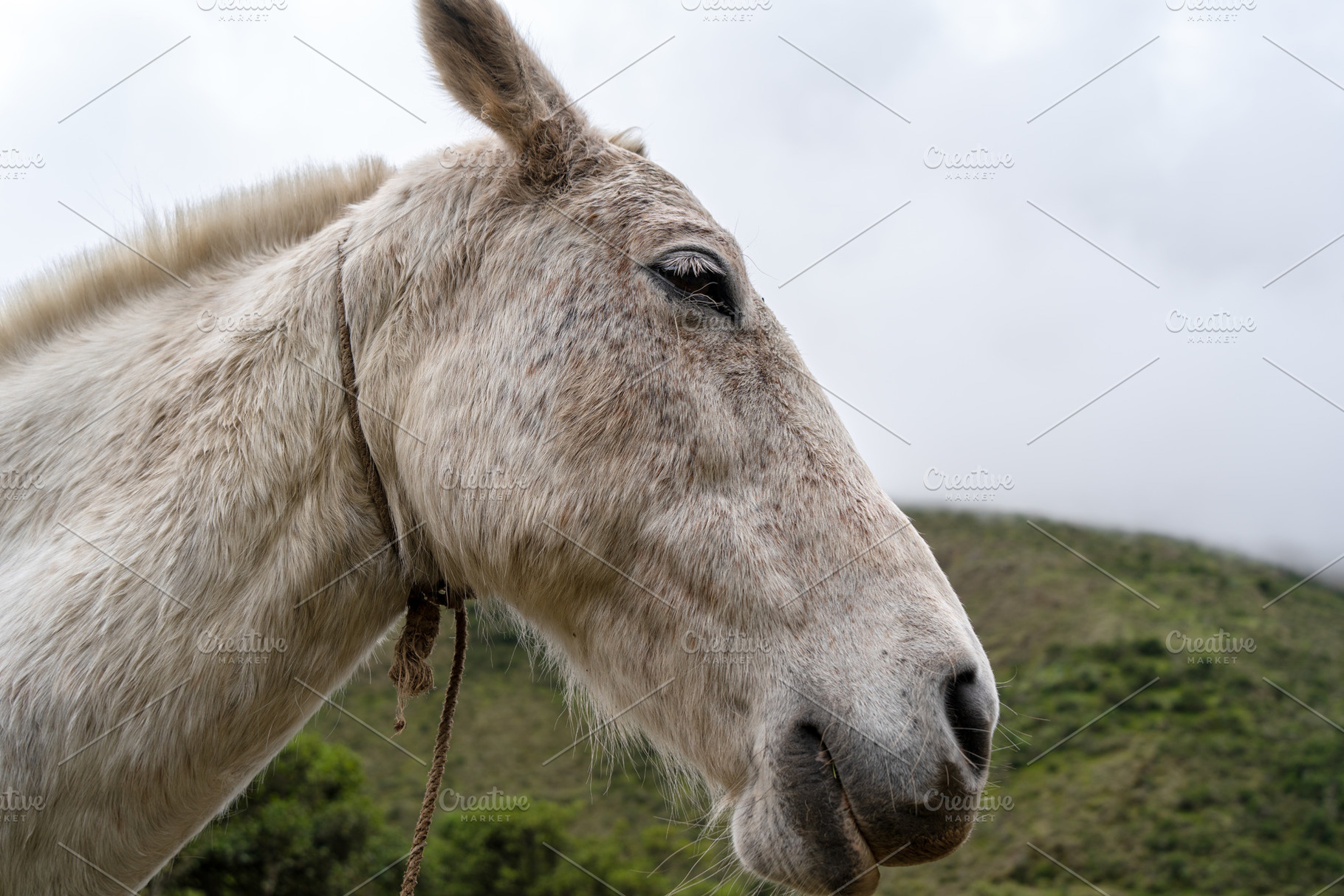 Horse resting on the Humantay Lake trek in the Peruvian Andes, an Animal Photo by GoodGoods