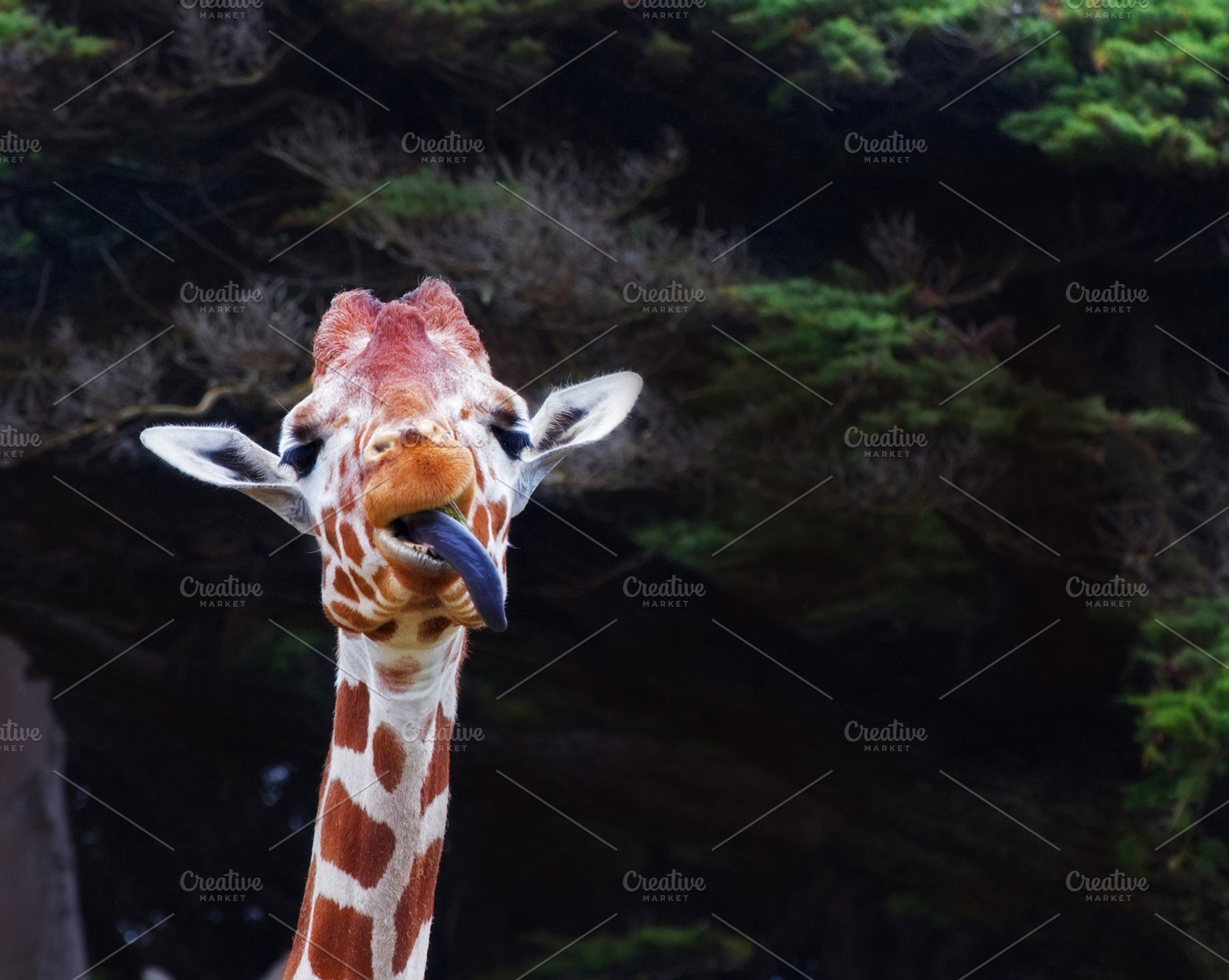 Funny Giraffe