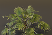 The Chinese Palm Bush, a Plants & Tree 3D Model by FuturePastCreatives (Thumbnail 7 of 7)
