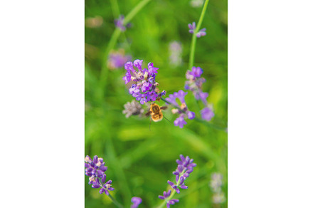 Buzzed great on flowers. Selective, an Animal Photo by yanadjana