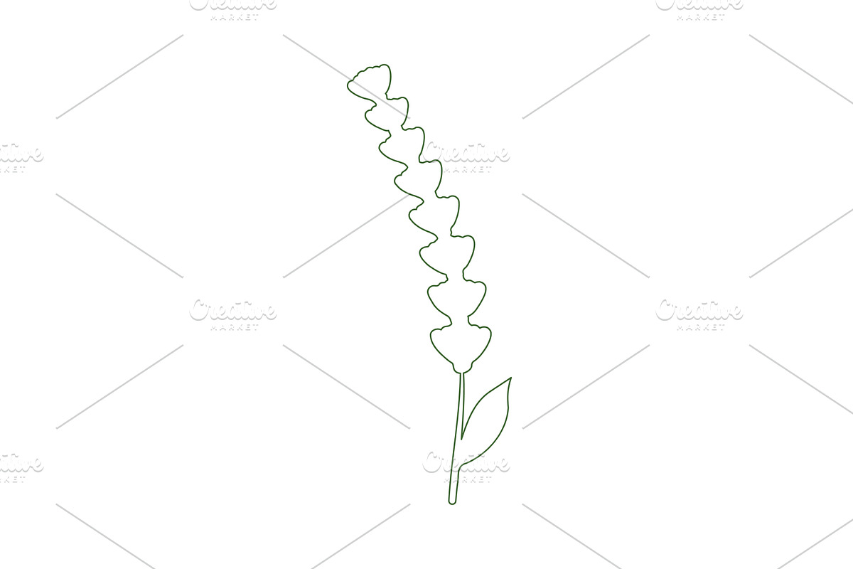 Delicate lavender flower rendered in, an Object Illustration by okskukuruza