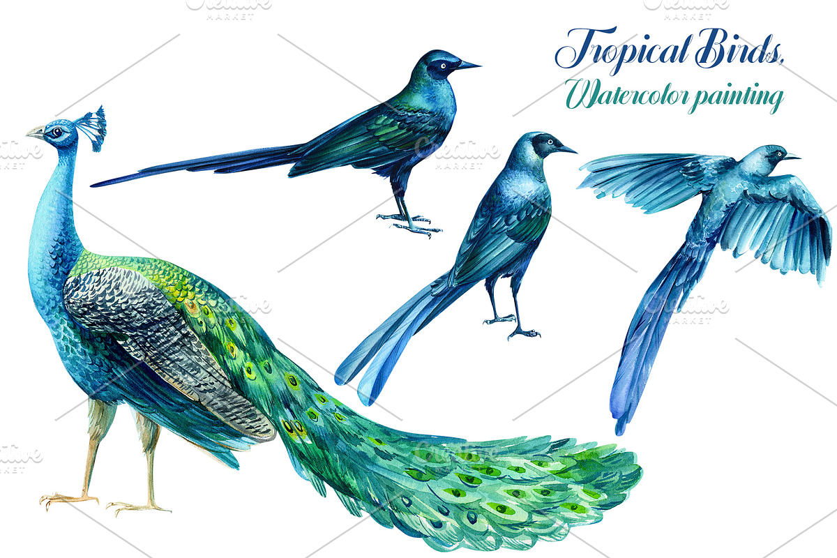 Tropical Birds, Watercolor painting, an Animal Illustration by Hanna Hryharenka (Photo 2 of 13)