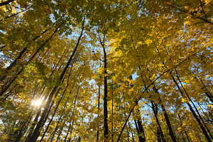 A vibrant autumn forest with golden leaves and sunlight filtering through the t, a Nature Photo by Textures & Backgrounds