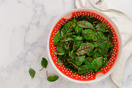 Fresh organic swiss chard leaves
