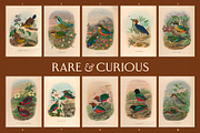 25 Vintage Bird Prints, an Animal Illustration by The Object Atlas (Thumbnail 2 of 9)