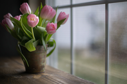 Pail of Spring Tulips