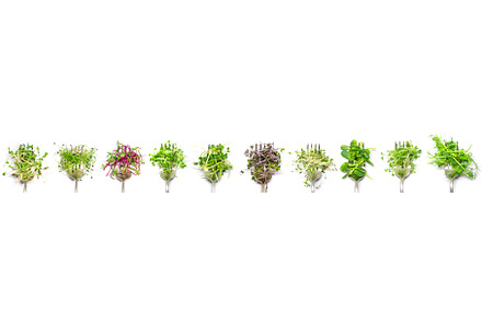 Collage of different microgreens on, a Food & Drink Photo by yanadjana