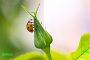 Nature Photoshop Actions 220 Bundle, an Action Add-On by ARTNEST (Thumbnail 4 of 12)
