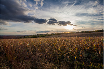 Summer Landscape with Wheat Field, a Nature Photo by oksix