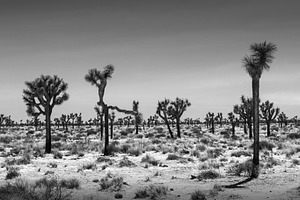 Joshua trees landscape  b&w featuring background, blue, and ca