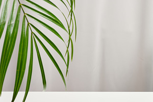 Green palm branch on white table background, trendy scene for pr, a Background Photo by ndanko
