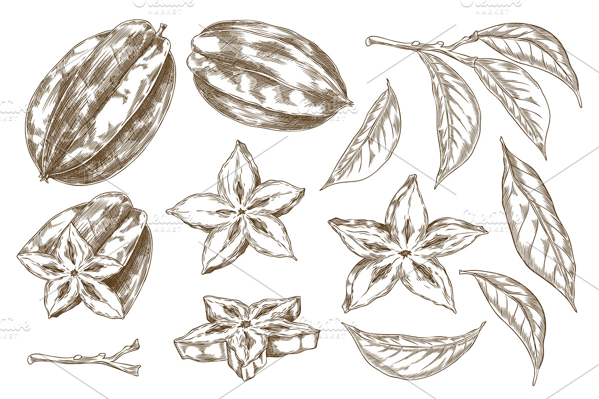 Monochrome sketch of carambola, a Food Illustration by Sabelskaya