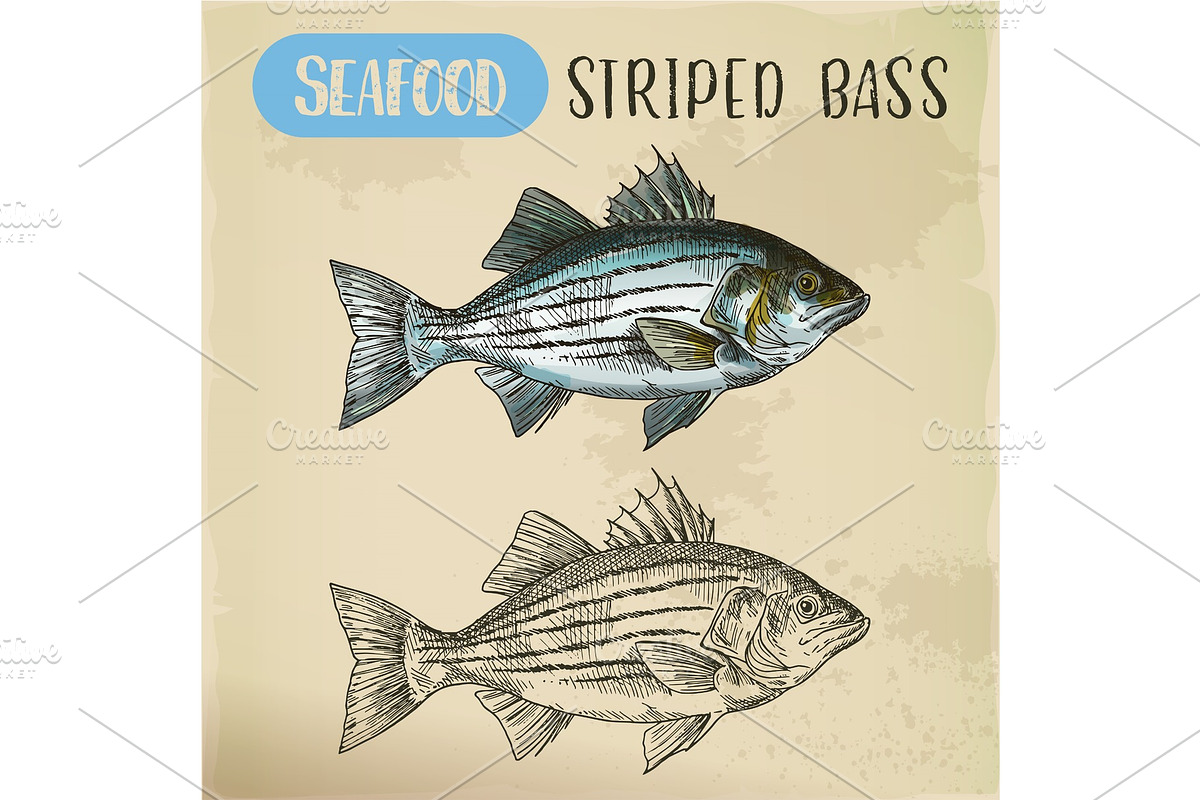 Sketch of striper fish or atlantic striped bass, an Animal Illustration by Elegant Solution