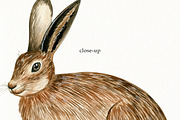 Watercolor Forest Animals Clipart, a Graphic by svetodesign (Thumbnail 9 of 12)