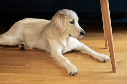 Golden Retriever lying on the floor, an Animal Photo by Olena Rudo