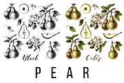 Fruit branches, a Food Illustration by handsketched (Thumbnail 12 of 13)