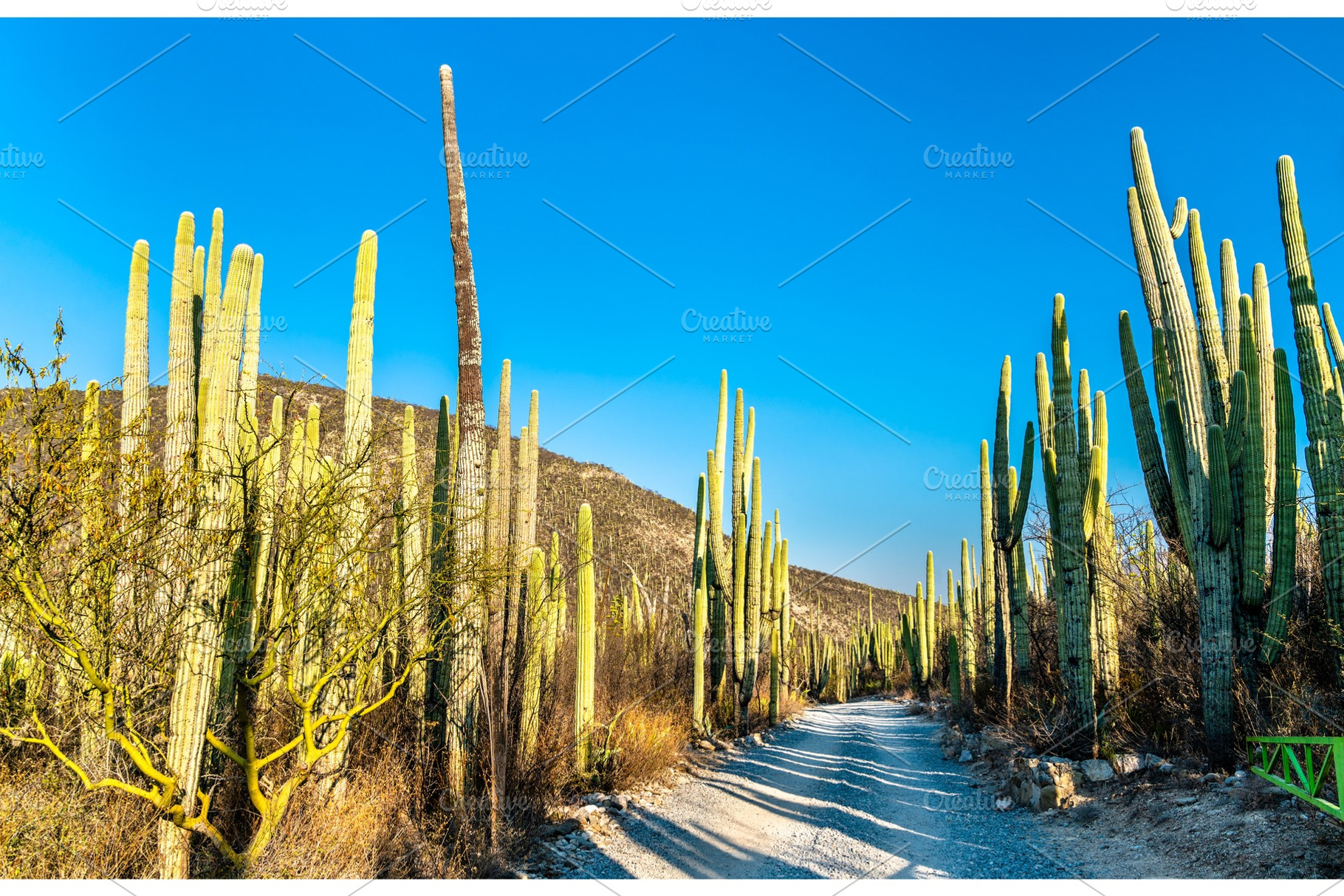 Tehuacancuicatlan biosphere reserve stock photo containing mexico and cactus, a Nature Photo by Leonid Andronov