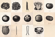 Vintage Fruit Vegetables & Flowers, an Object Graphic by Eclectic Anthology (Thumbnail 7 of 11)