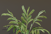 The Galanga Bush, a Plants & Tree 3D Model by FuturePastCreatives (Thumbnail 1 of 4)
