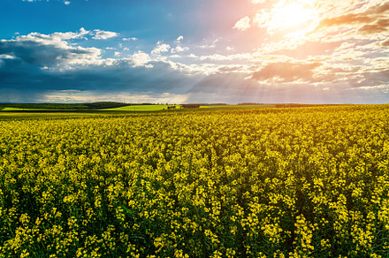 Sunbeams breaking through the clouds in a rapeseed field., a Nature Photo by Eugene_Photo