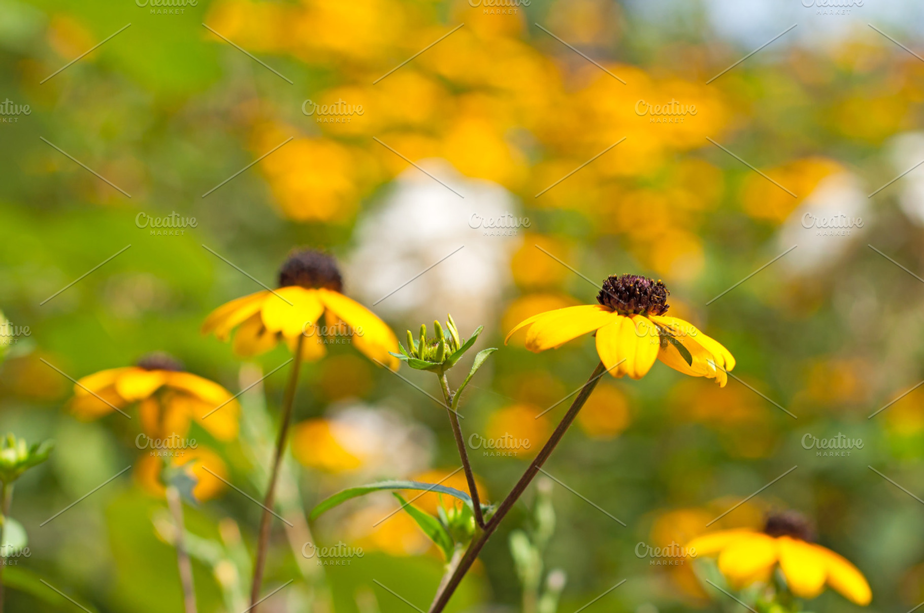 Yellow flowers closeup featuring rudbeckia, yellow, and black