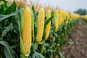 A vibrant corn plantation field, a Photo by Pavel_design
