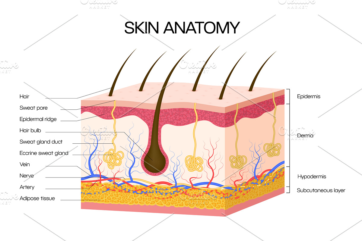 Human skin anatomy infographics, a Healthcare Illustration by Buch&Bee