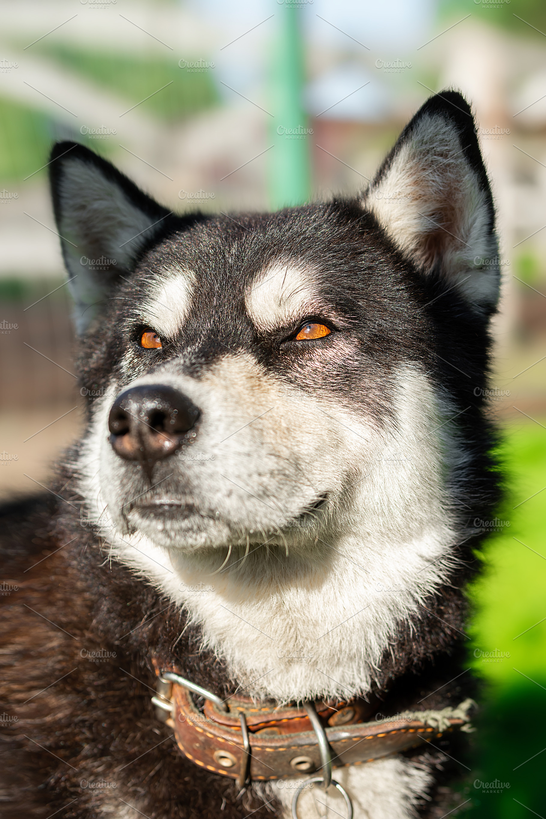 Siberian husky dog, walking through, an Animal Photo by AlexBush