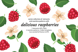 Delicious raspberries vector set