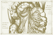100+ Vintage Anatomy Vectors, a Healthcare Illustration by Shizzle Stock (Thumbnail 13 of 20)