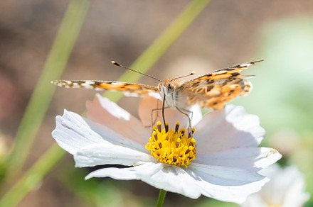 Butterfly on blossom flower in green, an Animal Photo by AlexBush