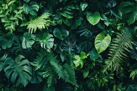 Dark green plants like anthurium, a Photo by Pavel_design