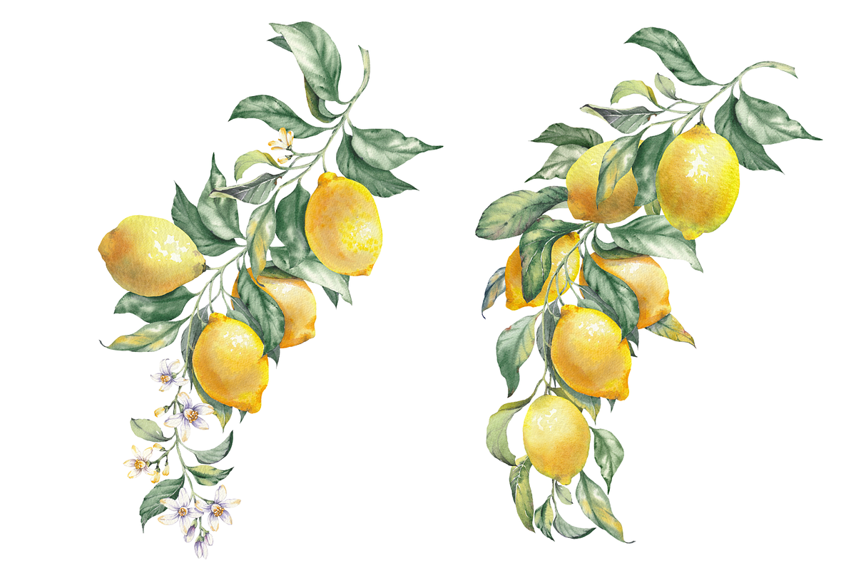 Lemon Garden Watercolor Cliparts, a Decorative Illustration by Jeanna Draw (Photo 9 of 11)