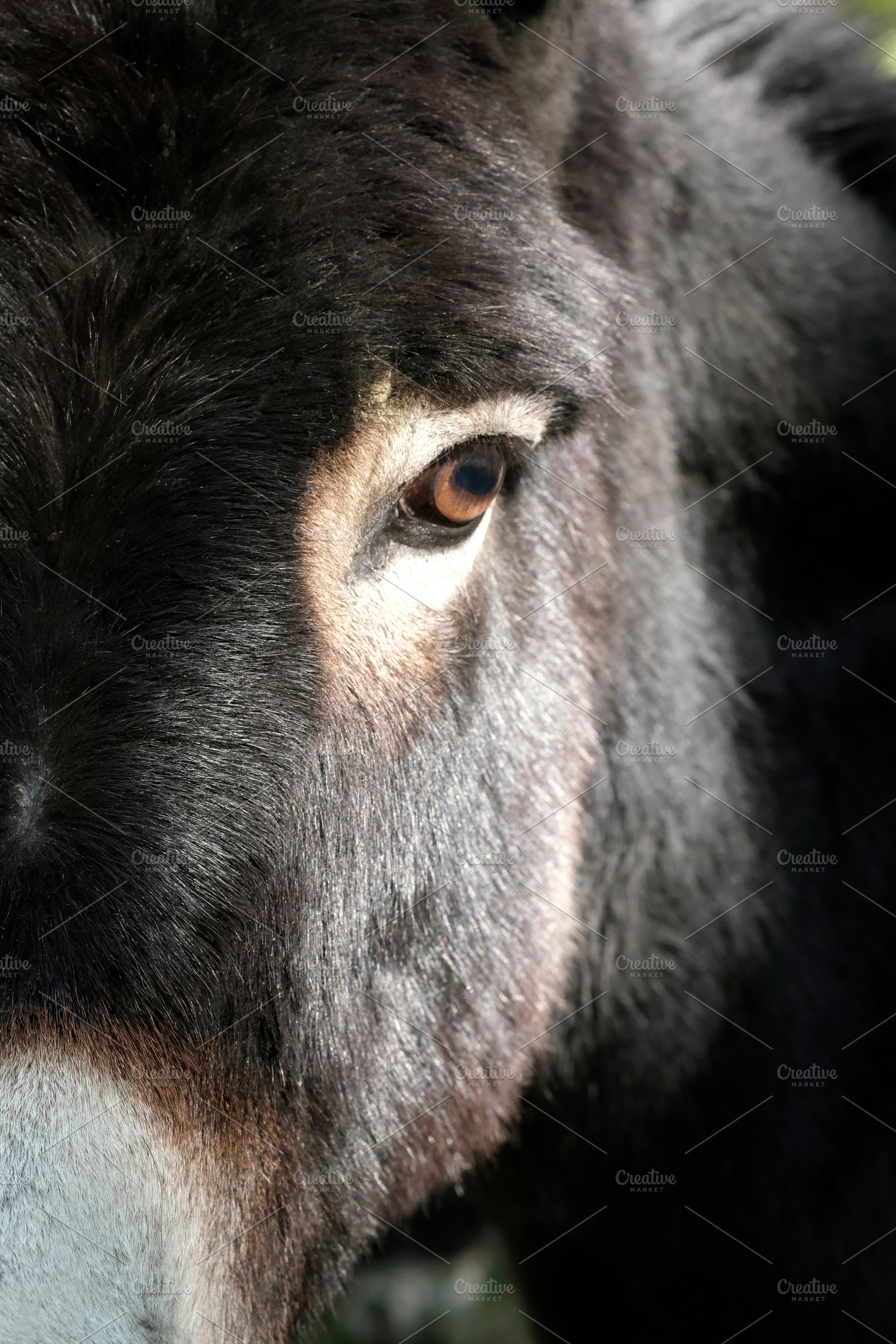 Close-up of a donkey's face in natur, an Animal Photo by alfernec