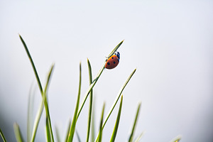 Ladybug on Green Blade: Nature's Small Wonder. Vibrant ladybug perches on a fre, a Nature Photo by Rohan Photography