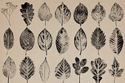 Hand-Pressed Botanical Imprints, an Object Graphic by alonahaidash (Thumbnail 9 of 13)