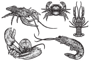 SHELLFISH - Hand Drawn