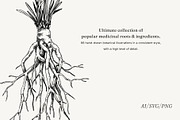 Medicinal Roots Illustrations Set, a Healthcare Illustration by Yevheniia (Thumbnail 2 of 12)