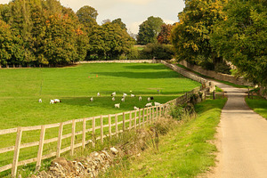 Sheep grazing on vibrant green grass in a fenced pasture, next t, a Photo by Studio ANNA
