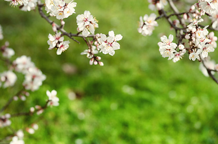 natural spring background. Spring blossom background - abstract floral border of green leaves and white flowers