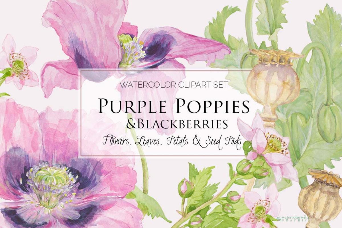 Purple Poppies&Blackberries-Clipart, an Illustration by watercolorwild.graphics (Photo 9 of 10)